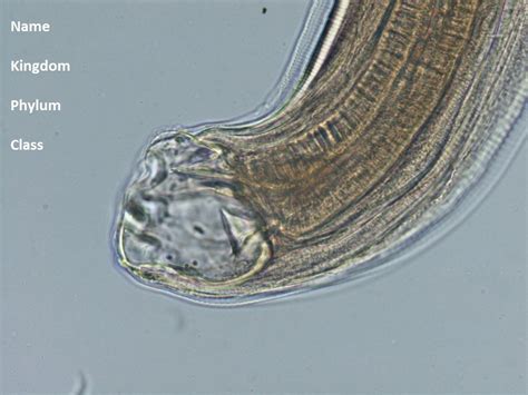 Necator Americanus Labeled