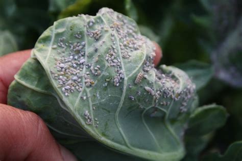 Eliminating mealy cabbage aphids