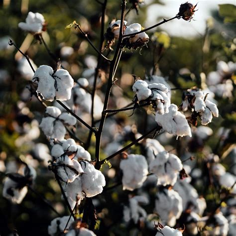 organic cotton