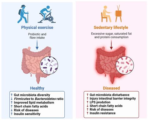 Combined Physical Exercise and Diet: Regulation of Gut Microbiota to
