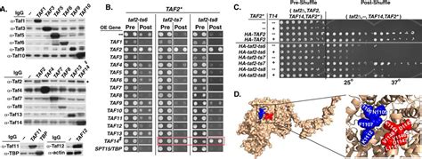 The C Terminus Of The Rna Polymerase Ii Transcription Factor Iid Tfiid Subunit Taf2 Mediates