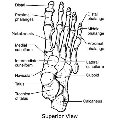 Metatarsals Physiopedia