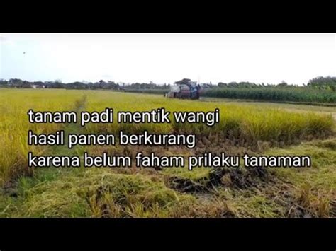 Tanam Padi Mentik Wangi Hasil Panen Menurun Youtube