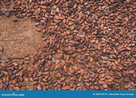 Cocoa Beans and Cocoa Fruits. Stock Photo - Image of healthy, grain: 285573814