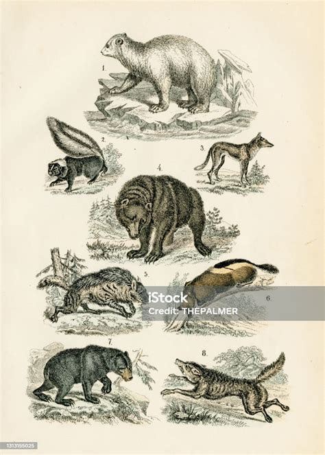 Ilustración De Oso Polar Grizzly Lobo Chacal Hiena Grabado Skunk 1872 Y