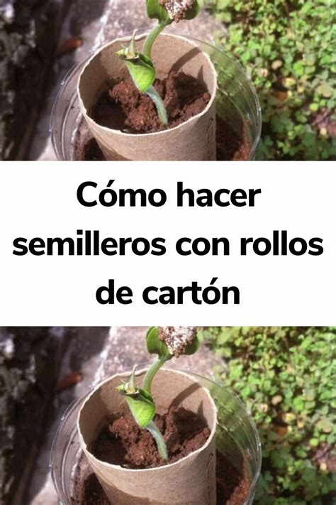 Cómo Hacer Semilleros Con Rollos De Cartón Semilleros caseros