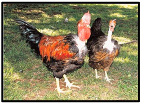 NAKED NECK CHICKEN CHARACTERISTICS ORIGIN BREED INFORMATION AND