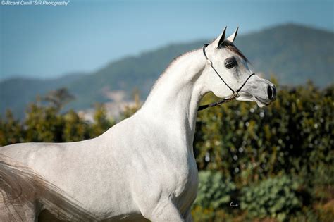 Caballos Árabes Sir Photography