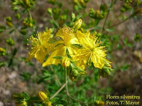 Flores Y Plantas Silvestres Hypericum Perforatum Hip Rico