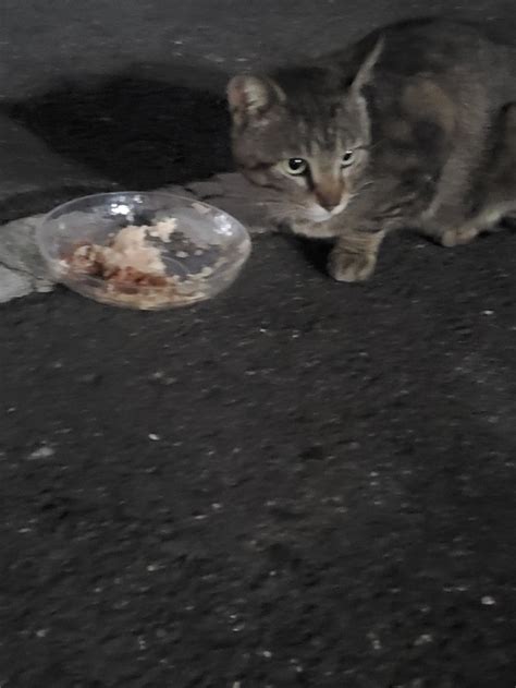 御飯 過酷なお外で暮らしている猫達を守りたい。お腹いっぱい御飯をあげたい（もも 20240703 投稿） クラウドファンディング