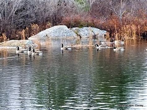 Late Fall Visitors To Williams Lake Williams Lake Conservation Company