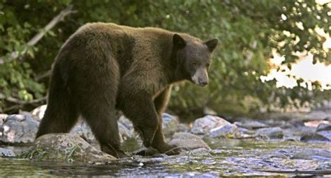 Woman Attacked By Bear In Alaska Walks For Help News