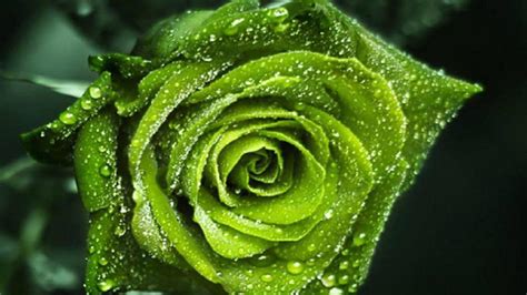 Beautiful Green Rose Wallpapers - Wallpaper Cave