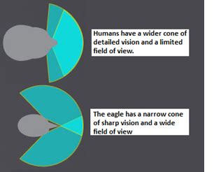 Print version -Seeing with eagle eyes