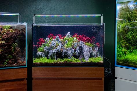 20 Gallon Freshwater Aquarium