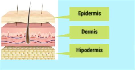 Jawaban Soal Lapisan Kulit Yang Mengandung Pigmen Melanin Adalah