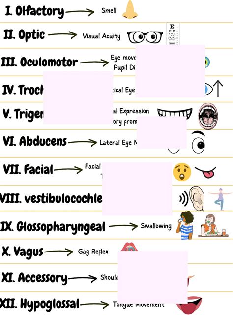 Cranial Nerves Mnemonics Easy To Remember Guide Etsy