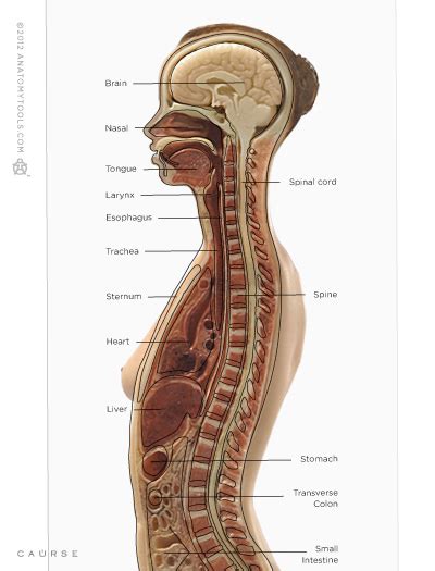 AnatomyTools