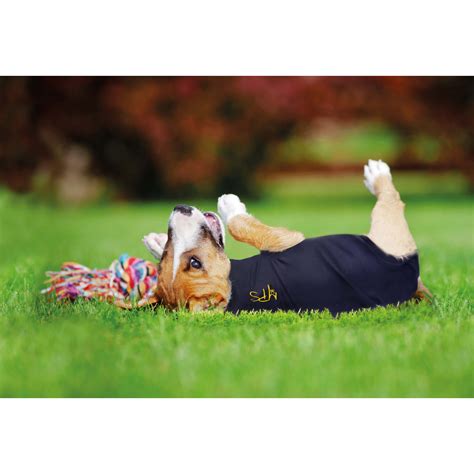 Medical Pet Shirt | Hund | Køb online | Medpets.dk