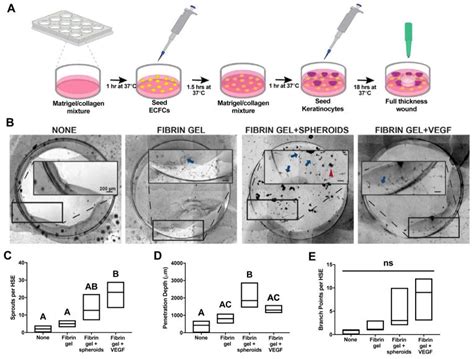 Engineering Fibrin Hydrogels To Promote The Wound Healing Potential Of