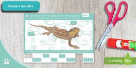 Parts Of A Lizard Differentiated Worksheets Teacher Made