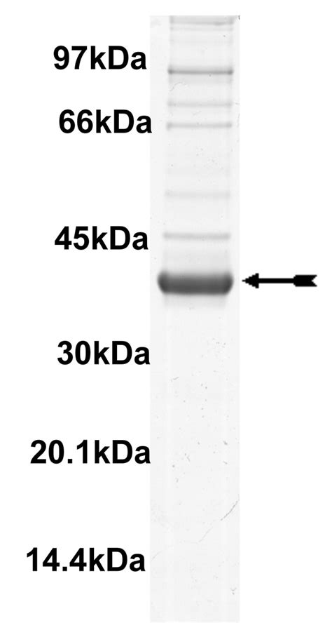 Eurofins Discoverx Haspin Protein Active Quantity G Eurofins