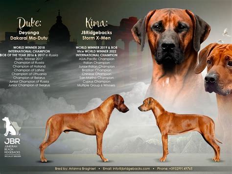 Chiots Rhodesian Ridgeback Vendre Petite Annonce Chien