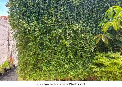 Vernonia Elliptica Hanging Ornamental Plant Stock Photo 2236849733 ...