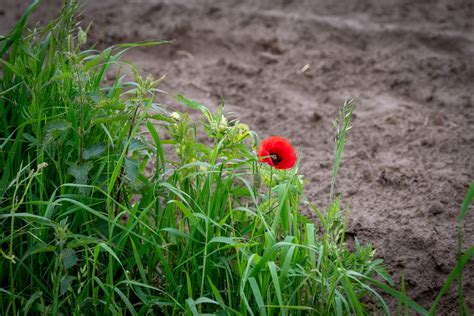 Flower Poppy Seed Opium Free Stock Photo Public Domain Pictures