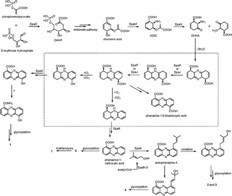 Proposed biogenesis of phenazine derivatives. Enzymes catalyzing the ...