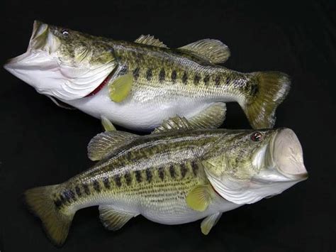 Largemouth Bass Mounts Replica Mounts From New Wave Taxidermy