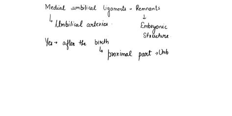 SOLVED: Each medial umbilical ligament is a remnant of whatembryonic ...