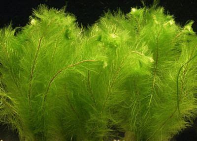 Перистолистник выщербленный Myriophyllum scabratum 1 ветка, купить в ...