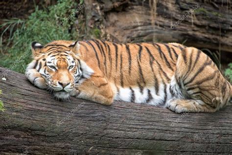 Siberian tiger ready to attack looking at you — Stock Photo © izanbar ...