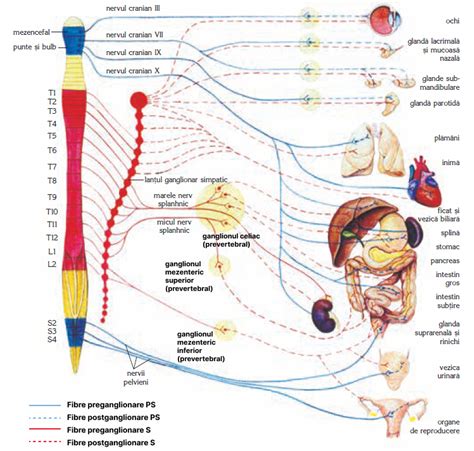 Sistemul nervos vegetativ - GinaMed