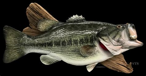 Largemouth Bass Fish Mount And Fish Replicas Coast To Coast