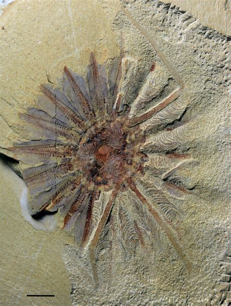 Precambrian Jellyfish Fossils