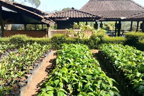 Menteri Pertanian Dorong Pengembangan Agrowisata Buah Republika Online