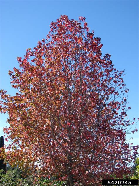 Sweetgum Liquidambar Styraciflua