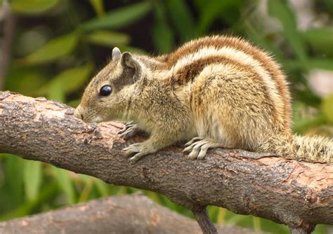 Free Stock Photo Of Animal Squirrel