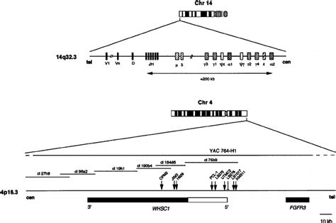 Schematic Representation Of The Q Igh Locus And P Regions