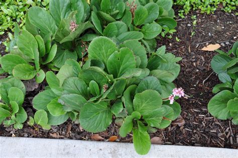 Bergenia Cordifolia De 20 30cm La Ghiveci 2 3L Plantland Ro