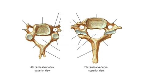 CERVICAL SPINE Diagram | Quizlet