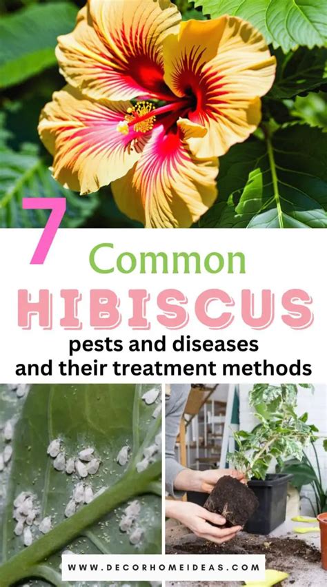 Common Hibiscus Pests And Diseases And Their Treatment Methods