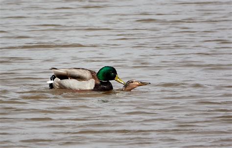 Delta Del Llobregat Grimibirds