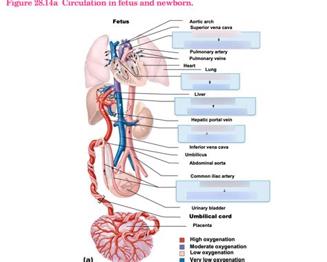 Fetus Diagram Quizlet