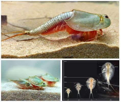 The Strange Shrimp Live In The Desert The Oldest In The Planet