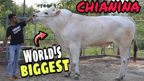 পৃথিবীর সবচেয়ে বড় গরু এখন বাংলাদেশে।chianina Bull Youtube