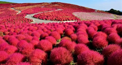 Hitachi Seaside Park, Japan - Infy world