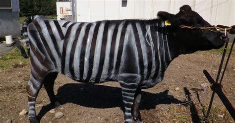 Striped Cow Like Animal All About Cow Photos